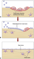 Bone remodeling: osteoclasts, osteoblasts, and osteocytes