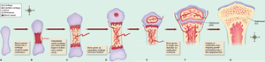 Stages of endochondral ossification
