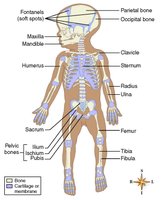 Skeleton of a newborn showing areas of bone and cartilage