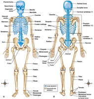 Human skeleton: axial and appendicular divisions