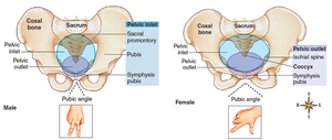 Comparison of male and female pelvis