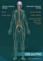 Diagram of CNS and PNS