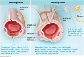 Comparison of most capillaries and brain capillaries (blood-brain barrier)