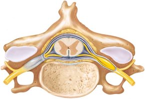 Cross-section of spinal cord showing gray and white matter