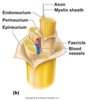 Structure of a peripheral nerve