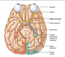 Optic nerve and visual pathway