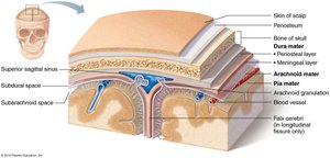 Labeled diagram of the meninges and associated spaces