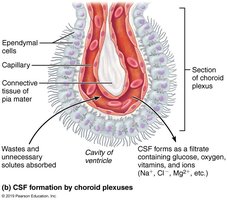 CSF formation by choroid plexuses