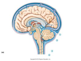 Diagram of CSF circulation in the brain