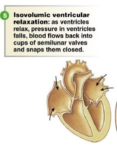 Isovolumic ventricular relaxation: semilunar valves close
