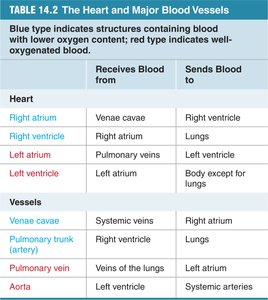 Table of heart chambers and major blood vessels