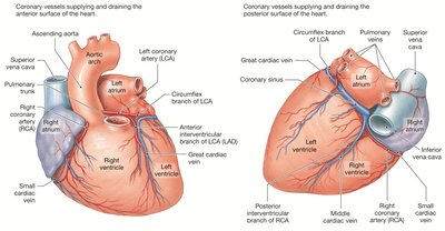 Coronary vessels supplying and draining the heart