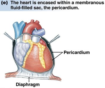 Heart encased within the pericardium and diaphragm