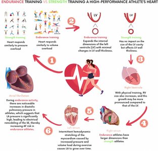 Infographic comparing endurance and strength training effects on the heart