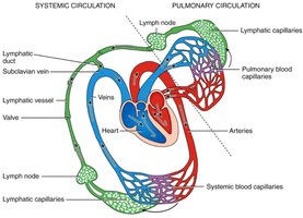 Diagram of lymphatic vessels and their relationship to systemic and pulmonary circulation