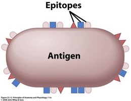 Diagram showing epitopes on an antigen