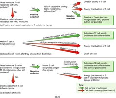 Diagram of positive and negative selection in T and B cells