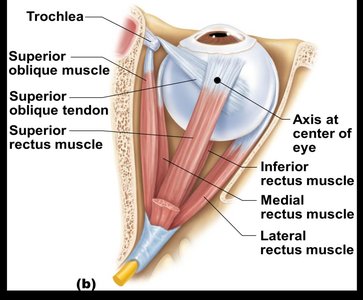 Extrinsic eye muscles anatomy (alternate view)