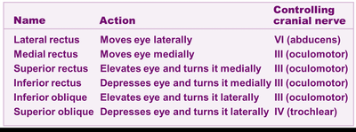 Table of extrinsic eye muscles and their actions