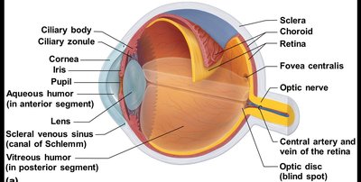 Anatomy of the eye showing sclera and cornea