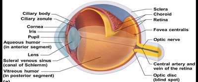 Retina structure and layers
