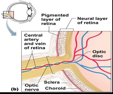 Optic disc (blind spot) anatomy