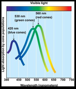 Cone sensitivity to different wavelengths