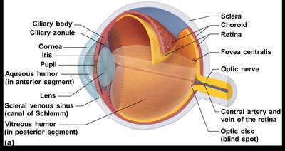 Anterior and posterior segments of the eye