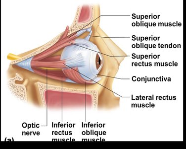 Extrinsic eye muscles anatomy