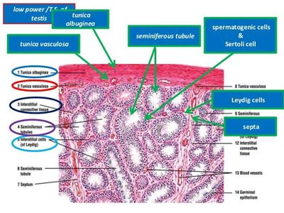 Histological section showing spermatogenic and Sertoli cells