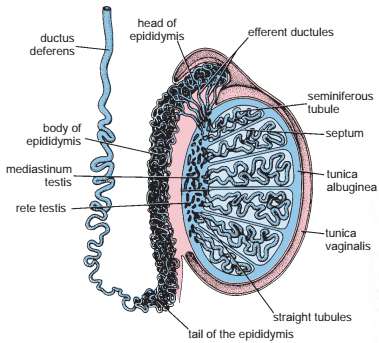 Diagram of testis showing stages of spermatogenesis
