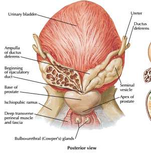 Posterior view of male pelvis showing reproductive organs