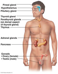 Major endocrine glands in the human body