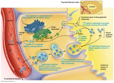 Hypothalamic-pituitary-thyroid axis