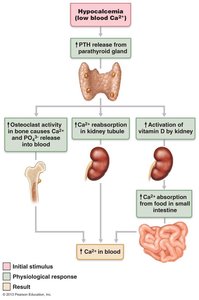 Parathyroid gland location and function
