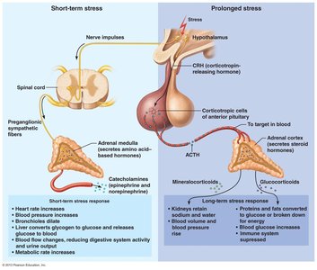Adrenal gland response to stress