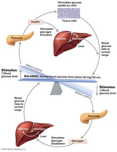 Regulation of blood glucose by insulin and glucagon