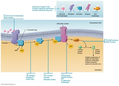 Second-messenger system for water-soluble hormones
