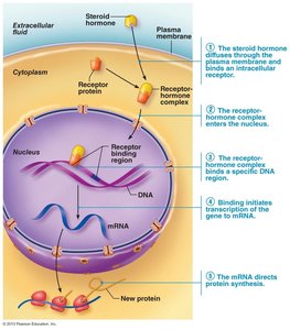 Direct gene activation by steroid hormones