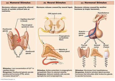 Types of endocrine gland stimuli: humoral, neural, hormonal