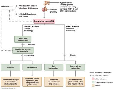 Pituitary gland and hypothalamus