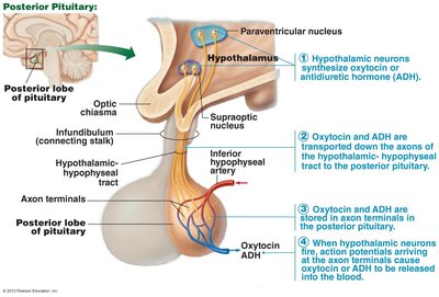 Posterior pituitary and hypothalamic connections