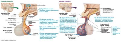 Pituitary-hypothalamic relationships: posterior and anterior lobes