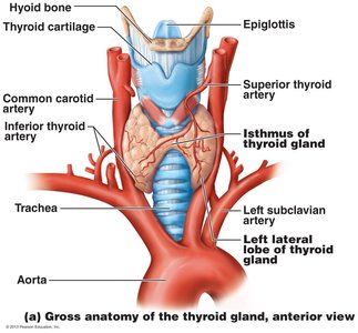 Gross anatomy of the thyroid gland