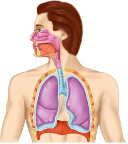 Organs of the respiratory system