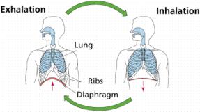 Inhalation and exhalation mechanics