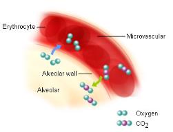 External respiration: gas exchange in alveoli