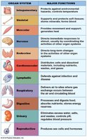 Chart of human organ systems and their functions