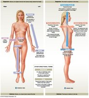 Diagram of anatomical directions