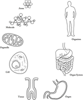 Diagram of levels of biological organization